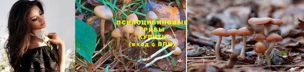 стафф Арсеньев