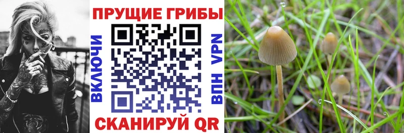 Псилоцибиновые грибы мицелий  Шадринск 